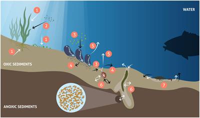 Understanding Environmental Changes in Temperate Coastal Seas: Linking Models of Benthic Fauna to Carbon and Nutrient Fluxes